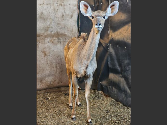 KUDU | HELICON