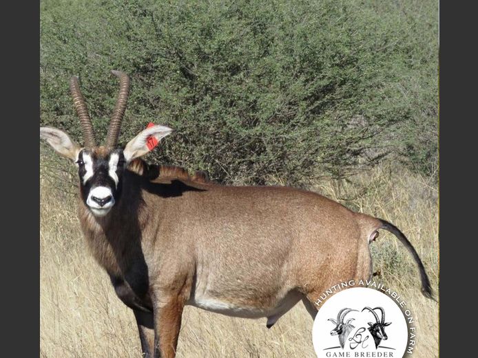 Roan Bull | WATERBERG PLATO GAME BREEDERS