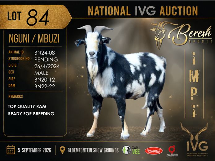 BN24-08 | BERESH NGUNI STUD