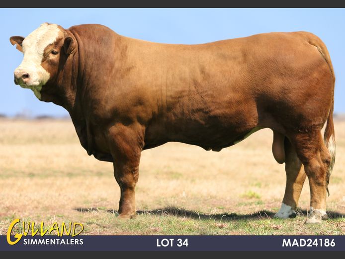 MAD24186 | MG DE JAGER