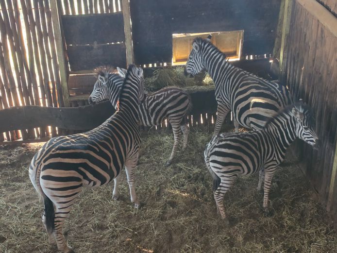 ZEBRA | FUMANIE LODGE