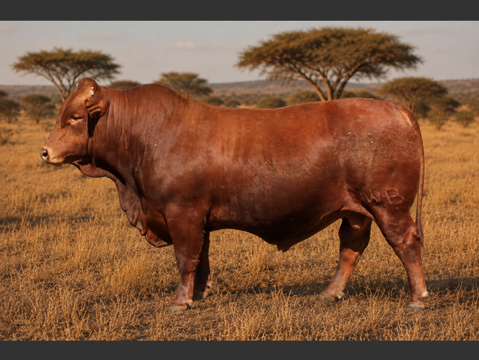 BF 23 239 | SUIKERBOS