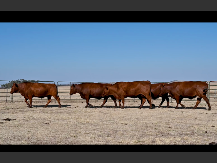 Commercial Animals | ALLEM BROTHERS