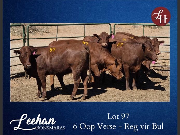 Commercial Animals | Leehan Bonsmaras