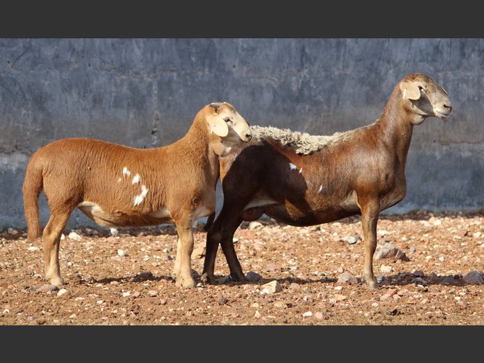 CRL 24.551 | Riaan Liebernberg - Hanri Meatmasters