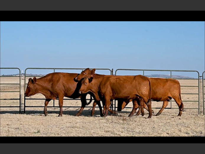 Commercial Animals | ALLEM BROTHERS