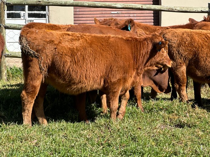 Weaners | Fenfield Farms