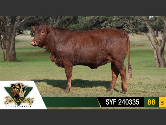 SYF 240335 | SYFERFONTEIN BOERDERY