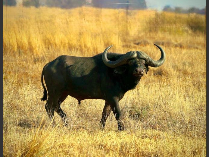 BUFFALO | PRINS GAME