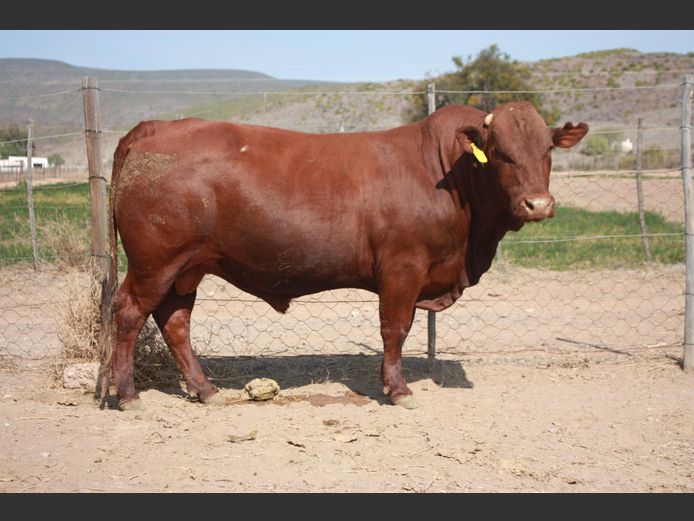 FJB 220002 | JUBILEE BONSMARAS