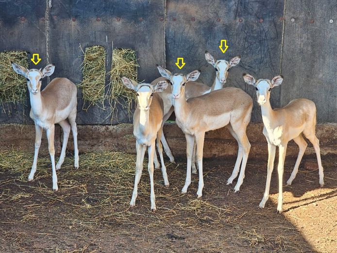 WHITE FLANK IMPALA | MARIBASHOEK (SAGIE)