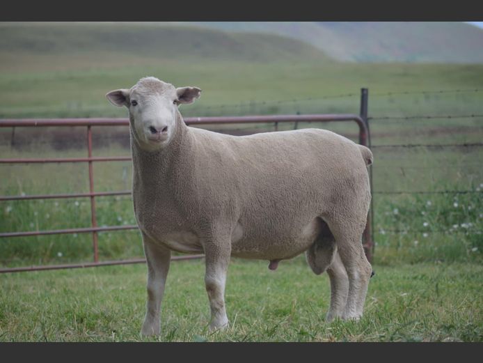 T 240209 | TWEE BROERS DORMER STOET