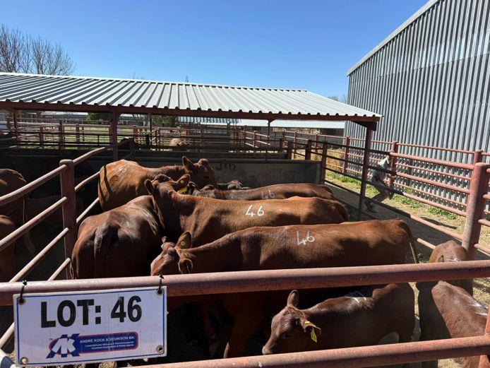 Commercial Animals | Mac Farms