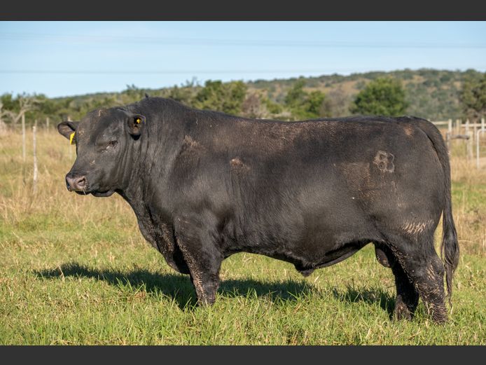 RJ  230008 | BEER BEEF