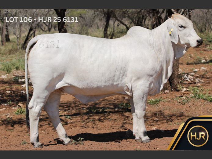 Commercial Animals | HJR