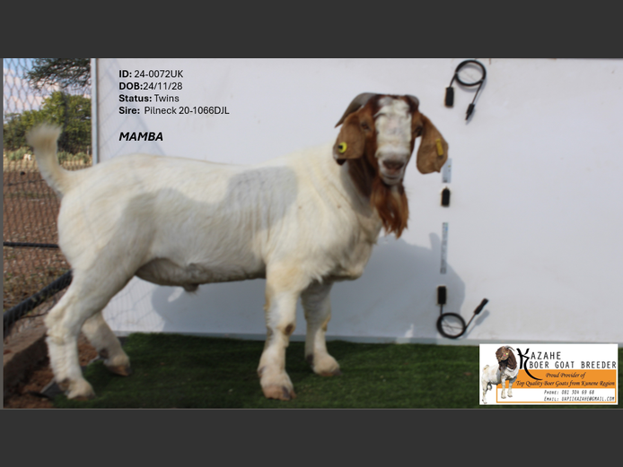 24-0072 |  Kahaze Boergoat Stud