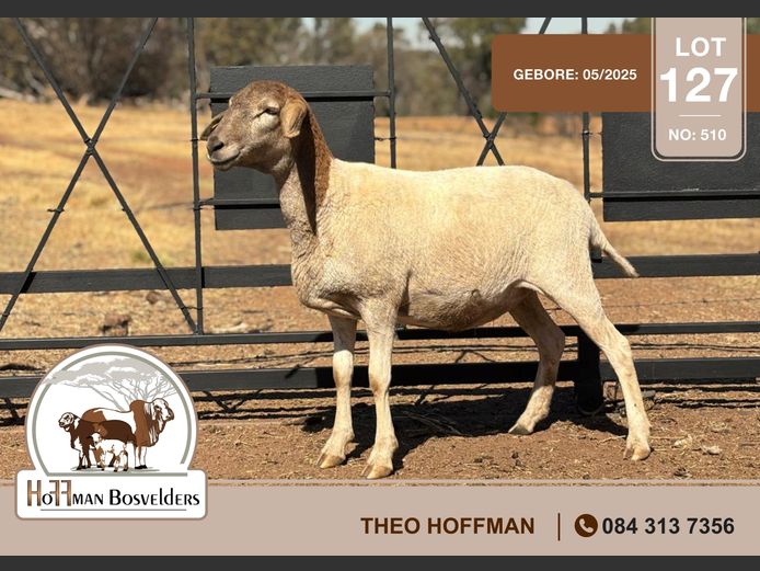 510 | HOFFMAN BOSVELDERS