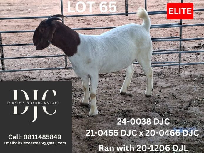 24-0038 DJC | DIRKIE COETZEE