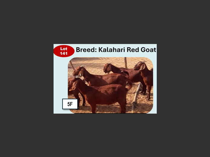 KALAHARI RED GOATS| ANNUAL MYTILUS AND ELOFF