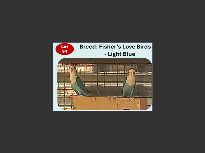 FISHER'S LOVE BIRDS - LIGHT BLUE | ANNUAL MYTILUS AND ELOFF