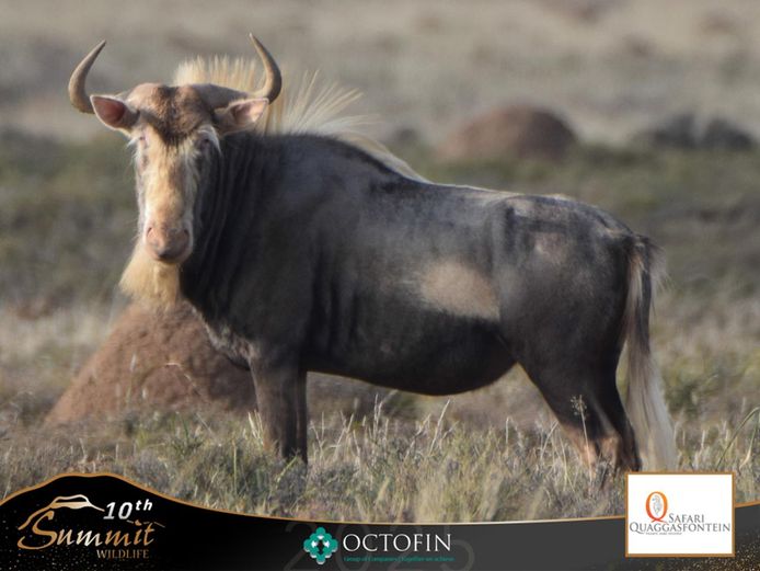 21 4/8" King Wildebeest Heifer	