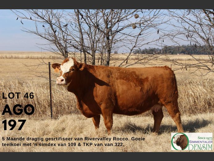 AGO197 | AG ODENDAAL
