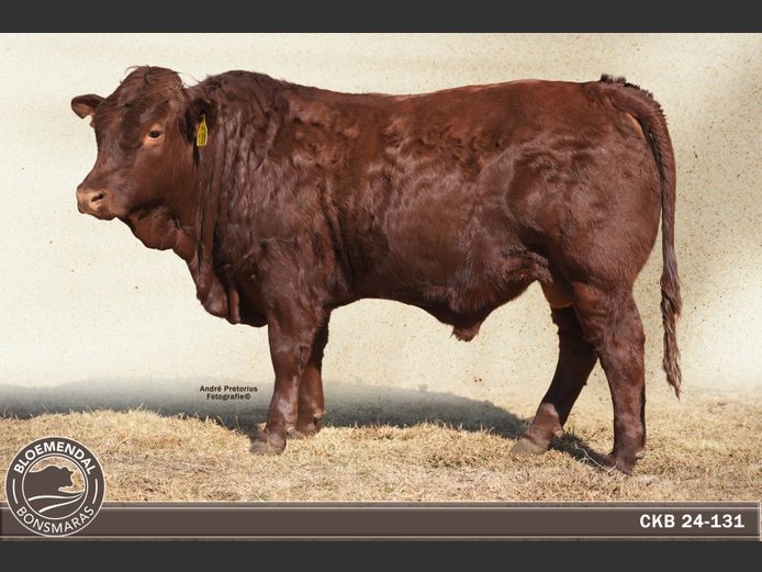 CKB 240131 | CHRIS KRUGELL BLOEMENDAL