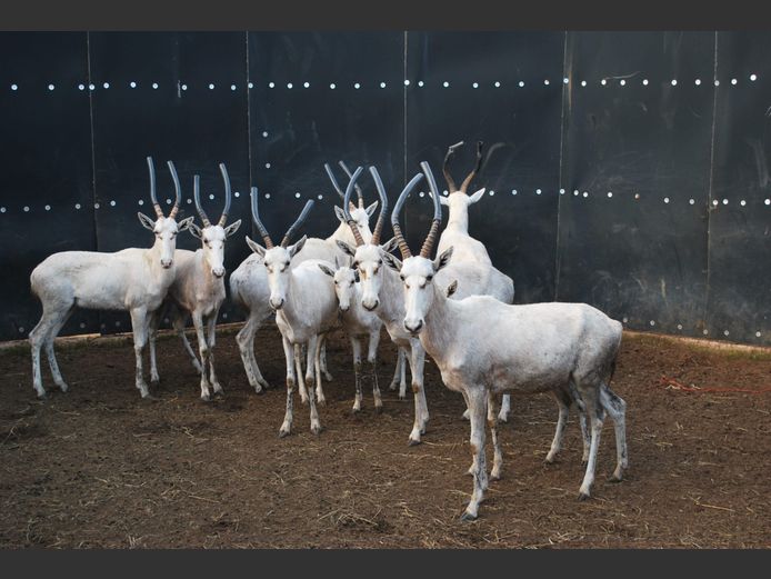 WHITE BLESBOK | NVG