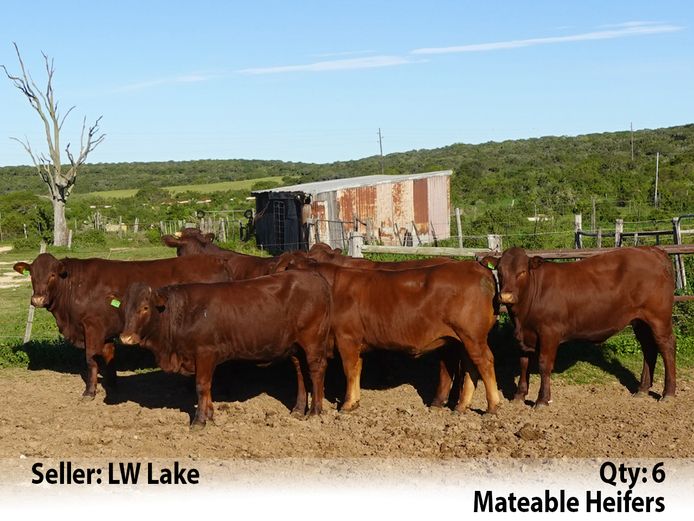 Commercial Animals | LW Lake