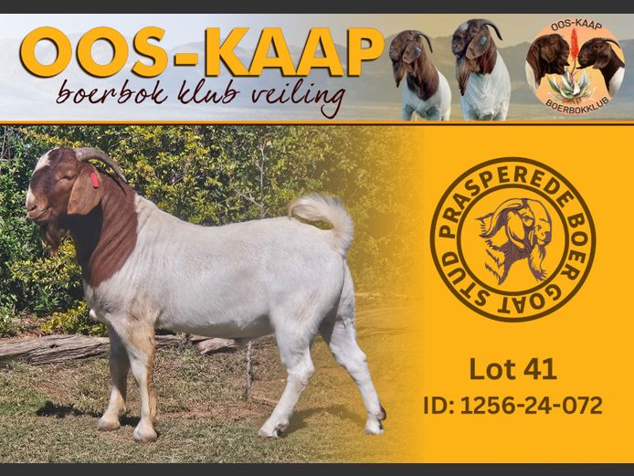 24-072 | Prasperede Boerbok Stoet