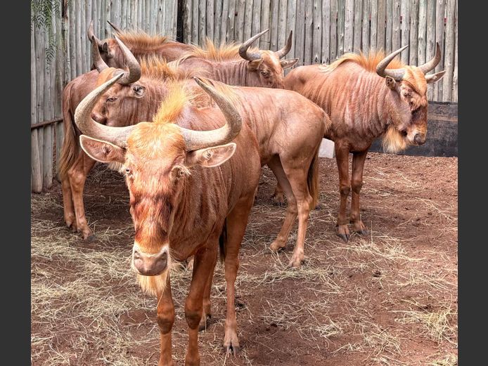 Goue Wildebees Bulle