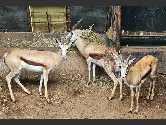 SPRINGBOK | DH CILLIERS