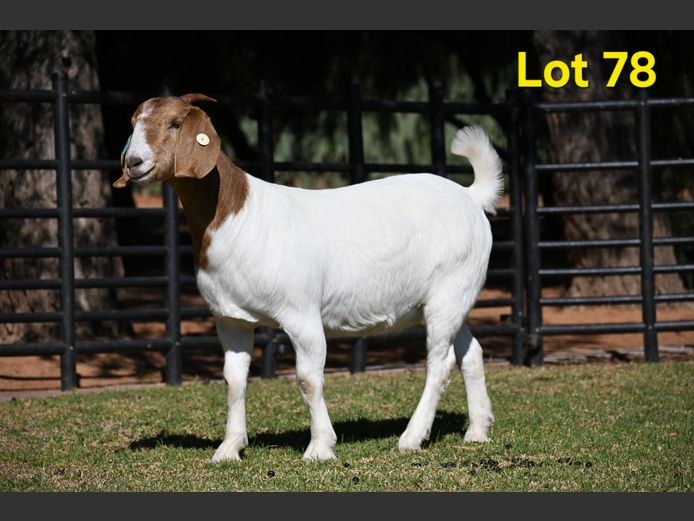 776-25-223 | Nico Botha Boerbokstoet