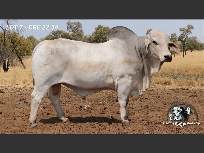 CRE2254 | CRE BRAHMANE