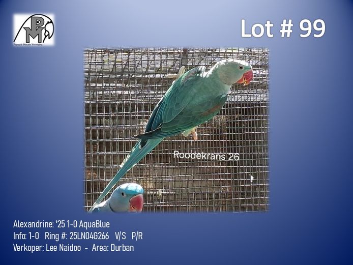 1-0 '25 Alexandrine: AquaBlue - Lee Naidoo