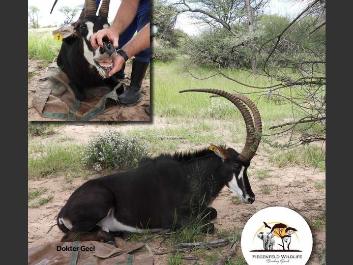 Sable Bull | WATERBERG PLATO GAME BREEDERS