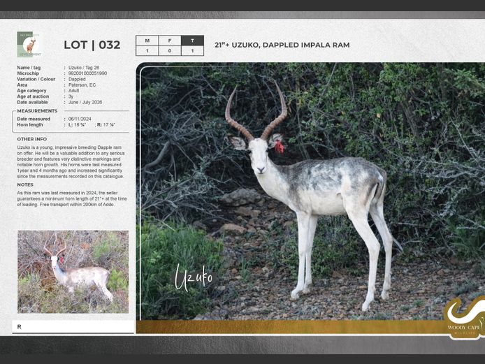 Impala - Dappled | Key Projects Development (PTY) Ltd