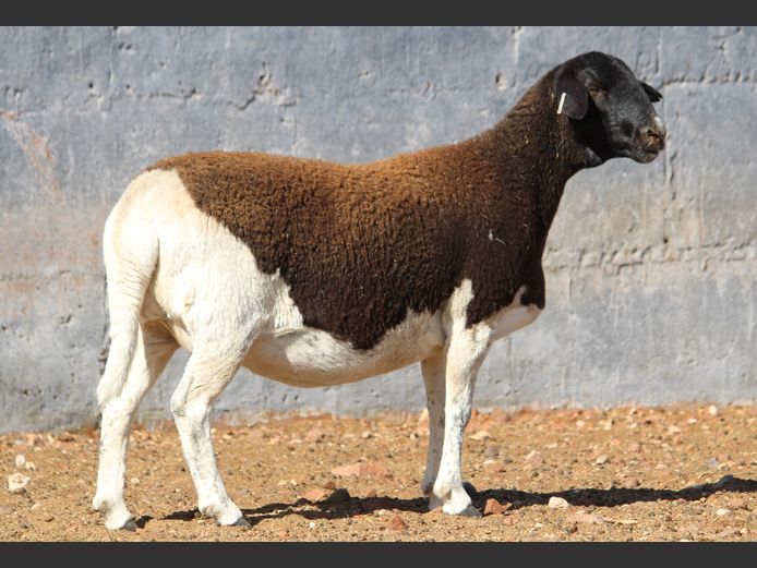 CRL 23.388 | Riaan Liebenberg - Hanri Meatmasters, Upington