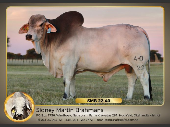 22-0040SMB | SIDNEY MARTIN BRAHMANS