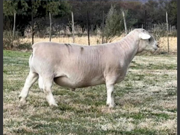 Ram | GJ Lötter