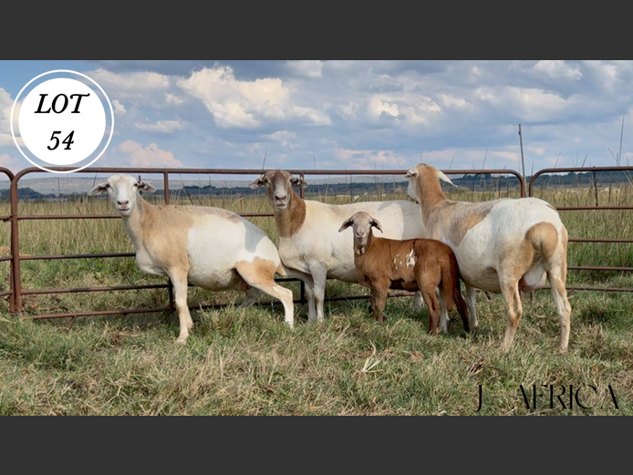 Ewes | J-Africa