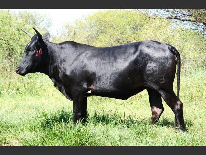 NRF 230351 | NORTHFIELD