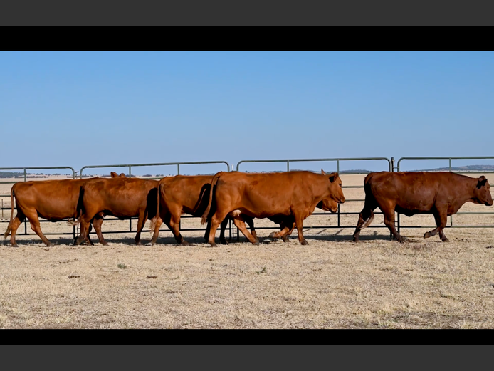Commercial Animals | ALLEM BROTHERS