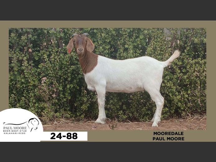 24-088  |  Paul Moore - Mooredale