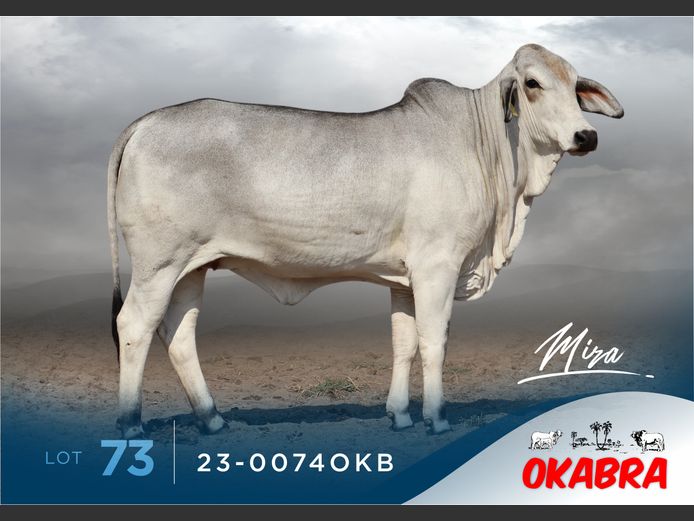 23-0074OKB | OKABRA BRAHMANS