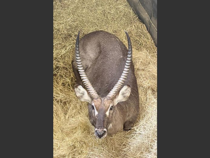 Waterbok Bul