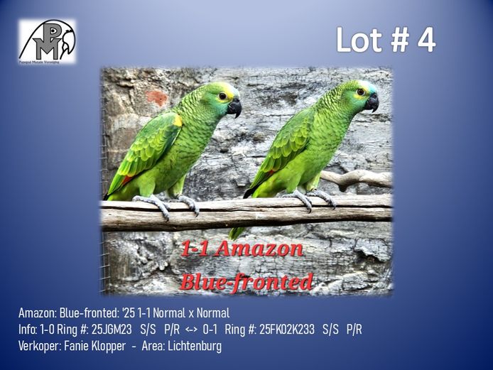 1-1 '25 Amazon: Blue-fronted: Normal x Normal - Fanie Klopper