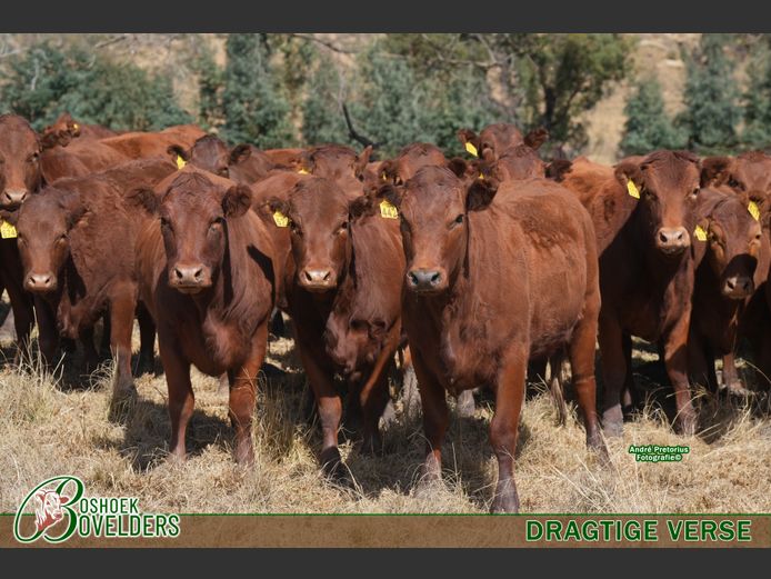 Female Animals | Boshoek Bovelders