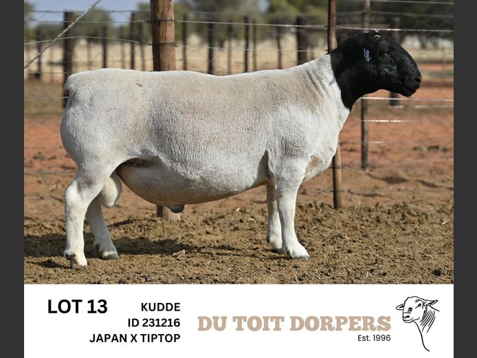 231216 | DU TOIT DORPERS