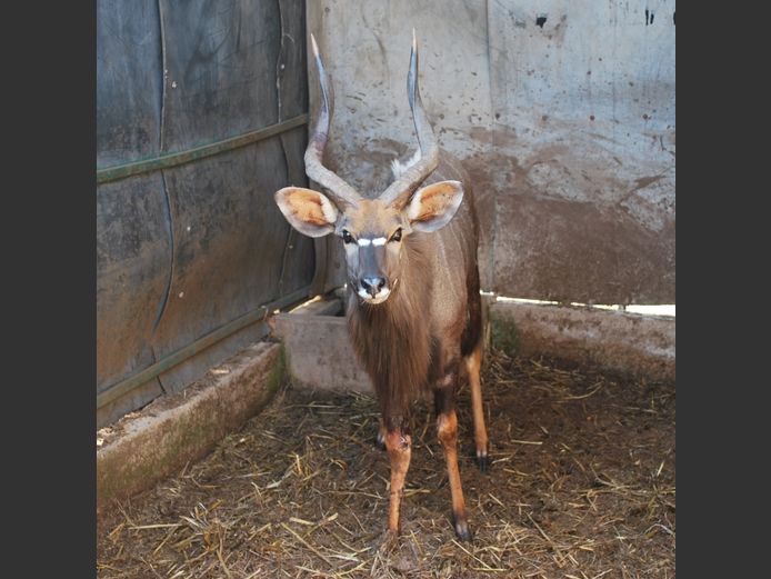 NYALA | BIRKEN VERVOER